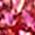 Color Swatch - Pink