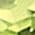 Color Swatch - Peridot
