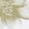 Color Swatch - Floral