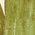 Color Swatch - Green