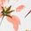 Color Swatch - Floral