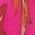 Color Swatch - Pink