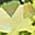 Color Swatch - Green