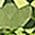 Color Swatch - Green