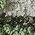 Color Swatch - Green