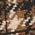 Color Swatch - Brown