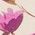 Color Swatch - Floral