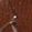 Color Swatch - Brown