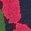 Color Swatch - Blue