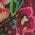 Color Swatch - Floral