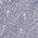 Color Swatch - Purple