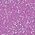Color Swatch - Purple