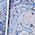 Color Swatch - Blue