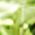 Color Swatch - Sterling Peridot