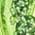 Color Swatch - Green