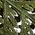 Color Swatch - Green