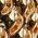 Color Swatch - Gold