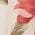 Color Swatch - Floral
