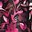 Color Swatch - Pink