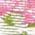 Color Swatch - Floral
