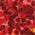 Color Swatch - Red
