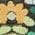 Color Swatch - Floral
