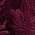 Color Swatch - Purple