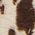Color Swatch - Animal