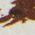 Color Swatch - Animal