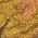 Color Swatch - Multi/Misc