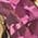 Color Swatch - Pink