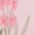 Color Swatch - Pink