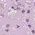 Color Swatch - Purple