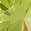 Color Swatch - Green Peridot Crystal
