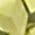 Color Swatch - Green