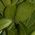 Color Swatch - Green