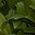 Color Swatch - Green