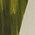 Color Swatch - Green