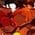 Color Swatch - Orange