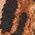 Color Swatch - Animal