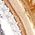 Color Swatch - Gold