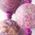 Color Swatch - Purple