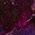 Color Swatch - Purple