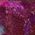 Color Swatch - Purple