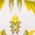 Color Swatch - Floral