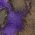Color Swatch - Multi/Misc