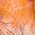 Color Swatch - Orange
