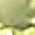 Color Swatch - Green