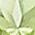 Color Swatch - Green