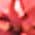 Color Swatch - Red